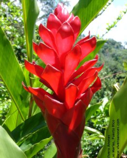 Alpinia purpurea Mayo 05 025