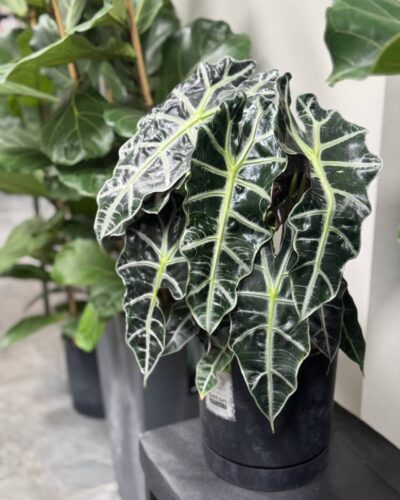 Алоказія Полі