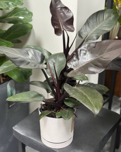 Філодендрон