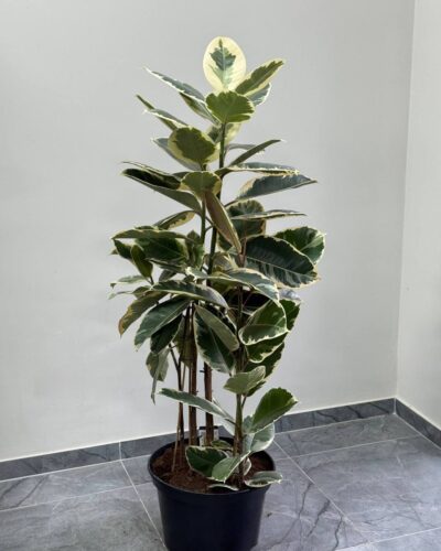 Фікус Еластіка