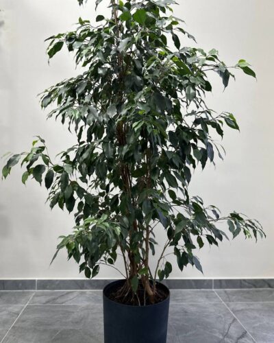 Фікус Даніель