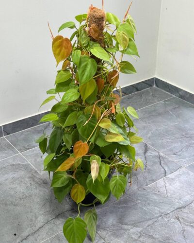 Філодендрон місток