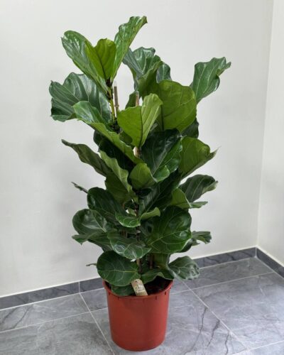 Фікус Лірата