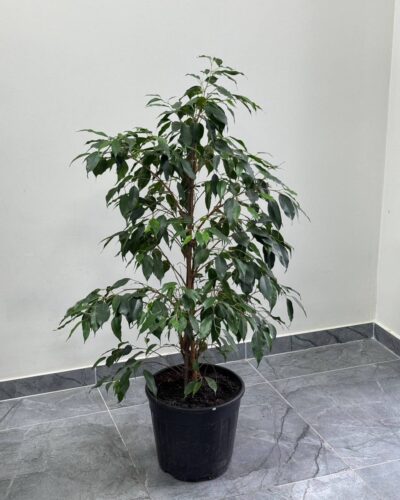 Фікус Даніель