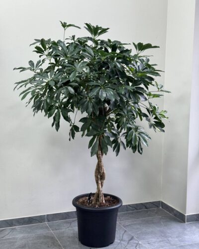 Шефлера штамбова