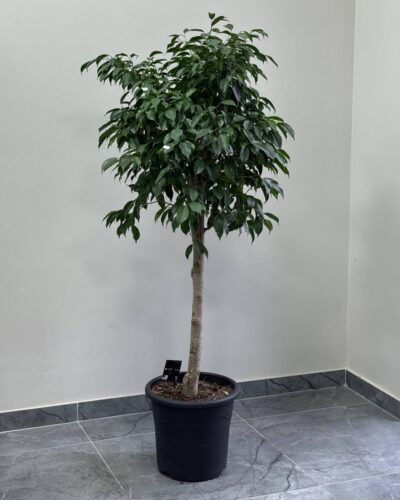 Фікус штамбовий