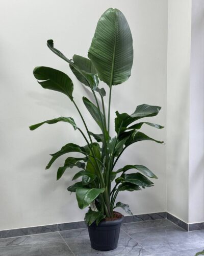 Стріліція Миколая