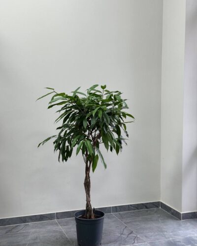 Фікус Амстел кінг