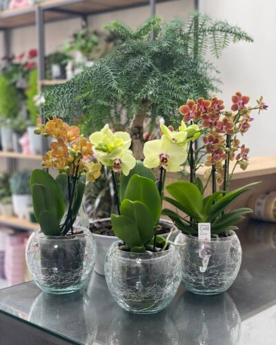 Орхідея мультифлора