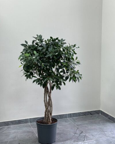 Фікус Генсінг