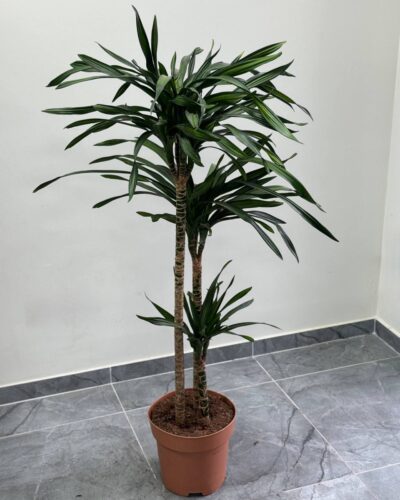 Драцена Фрегранс