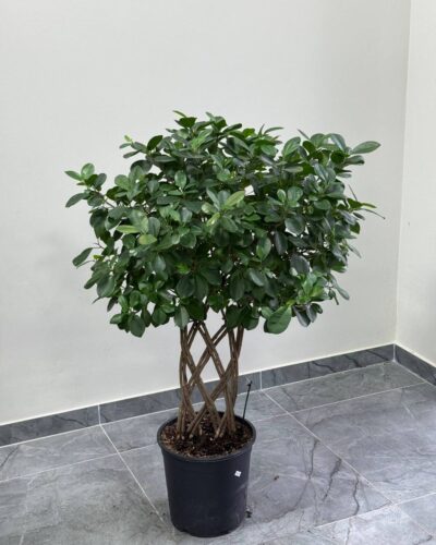 Фікус Макламе решітка