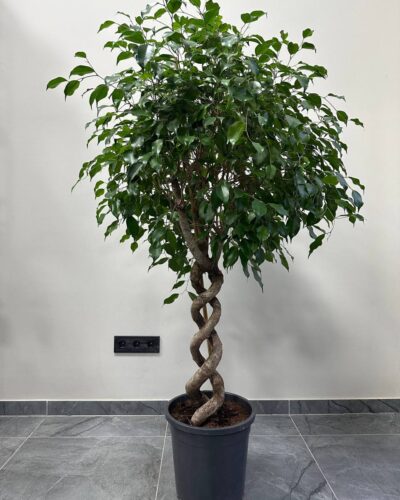 Фікус екзотика спіраль