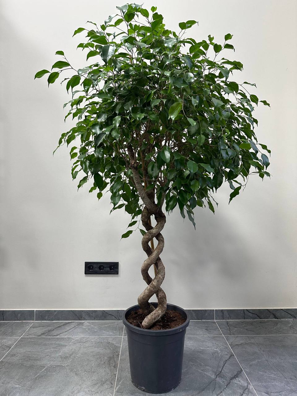 Фікус екзотика спіраль