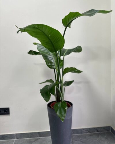 Стріліція Миколая