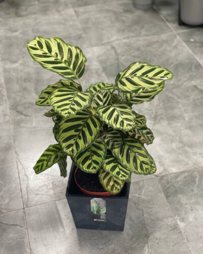 Калатея Макояна