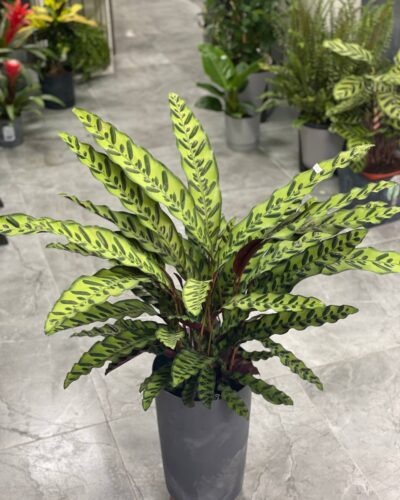 Калатея Ланцефолія