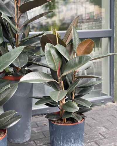 Фікус Абіджан