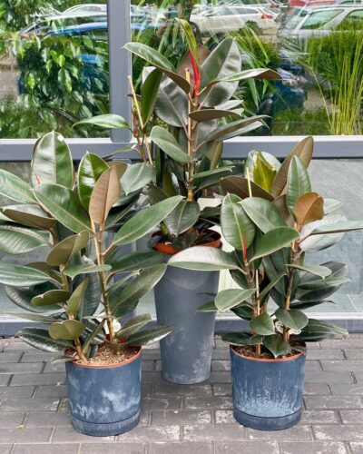 Фікус Абіджан