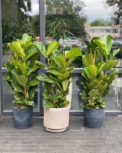 Фікус Лірата