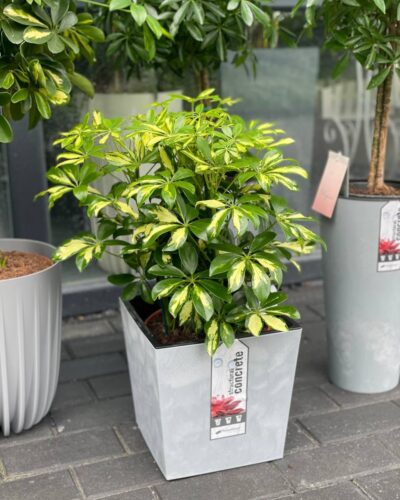 Шефлера Герда