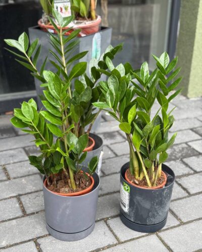 Заміокулькас