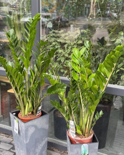 Заміокулькас