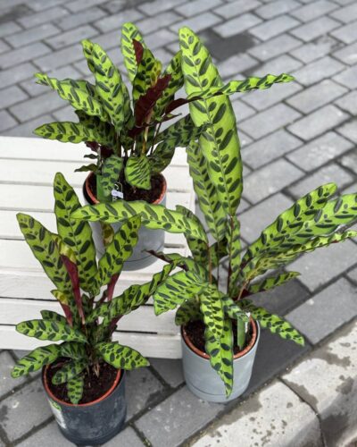 Ланцефолія