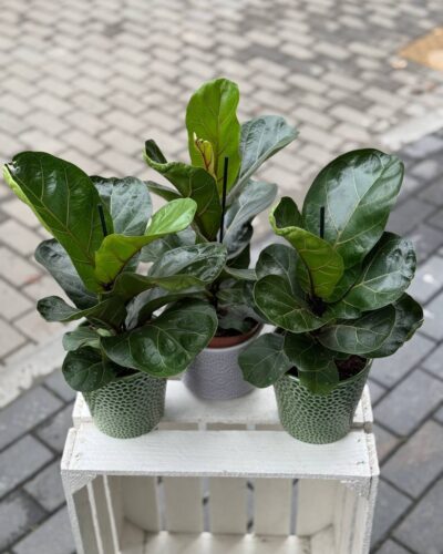 Фікус Лірата Бамбіно