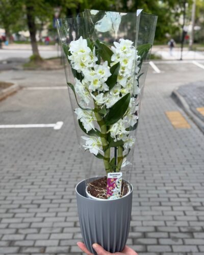 Дендробіум