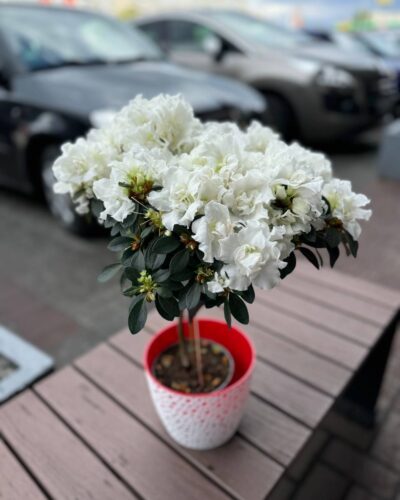 Азалія штамб