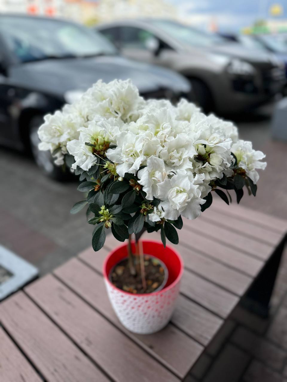 Азалія штамб