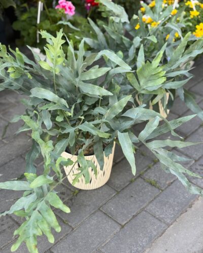 Флебодіум блу стар