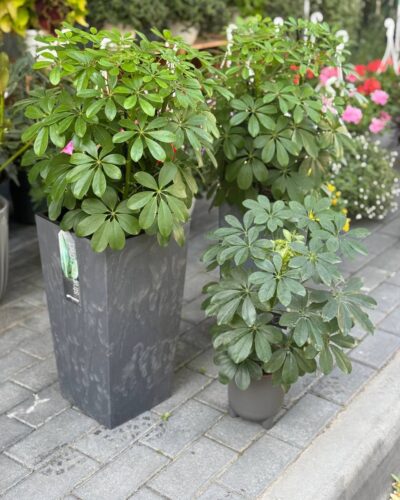 Шефлера Нора