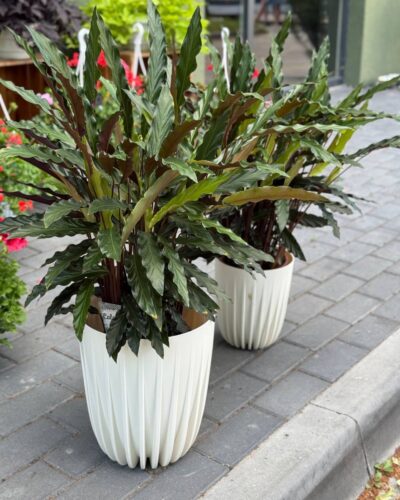 Калатея Руфібарба