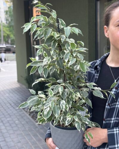 Фікус Бенджамін