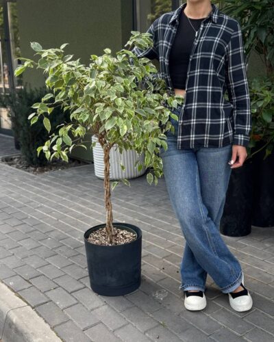 Фікус Бенджамін штамб