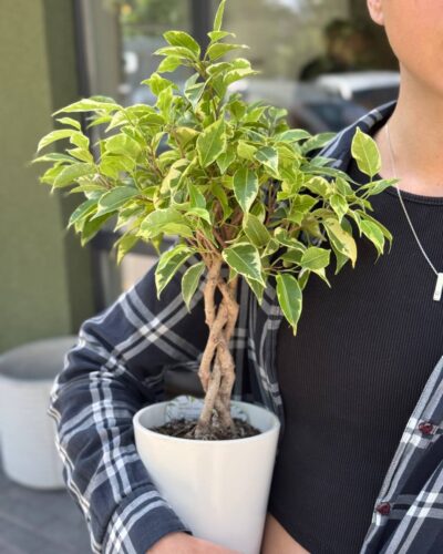 Фікус Бенджамін