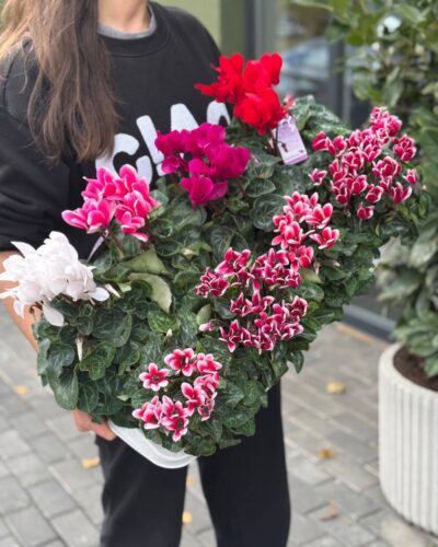 Цикламен мікс