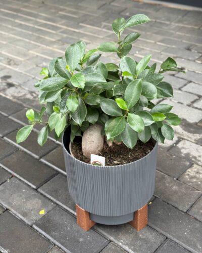 Фікус бансай Гінсенг