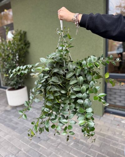 Есхінантус