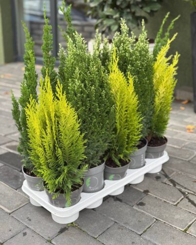 Кипарисовик