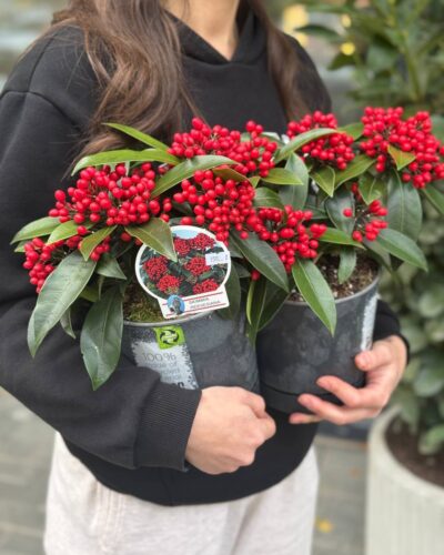 Скімія японіка