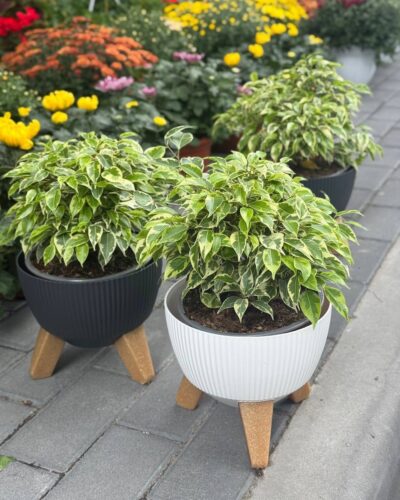 Горщик на ніжках