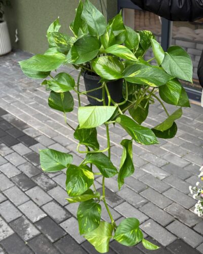 Епіпремнум