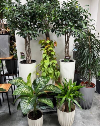 Горщик Міра