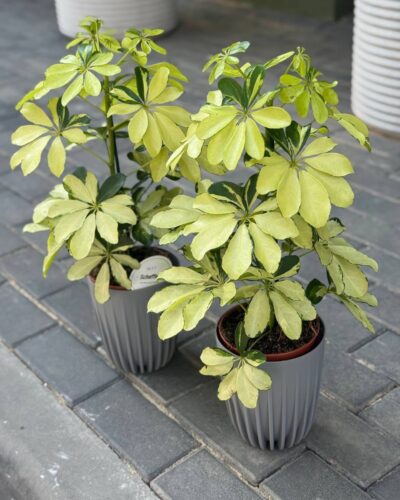 Горщик Міра