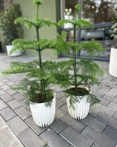 Горщик Міра