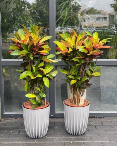 Горщик Міра