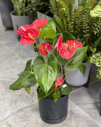 Горщик Бетон